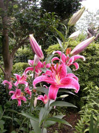 花ユリ