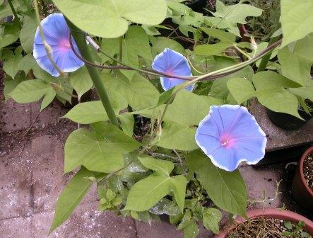 朝顔