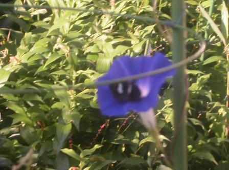 アサガオにセセリチョウ