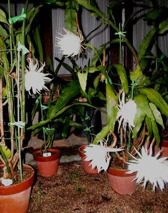 月下美人９月２４日６輪開花