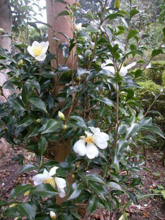 山茶花