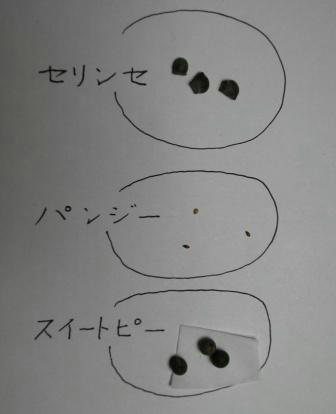 セリンセ、パンジー、スイートピーの種
