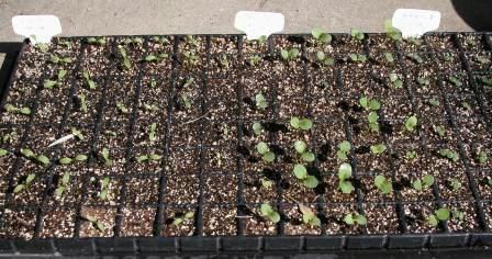 ニゲラ・ストック・忘れな草の発芽