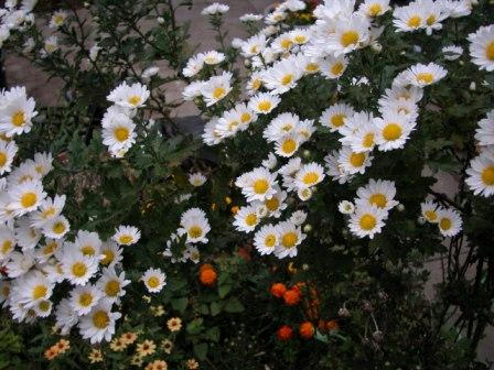 白菊