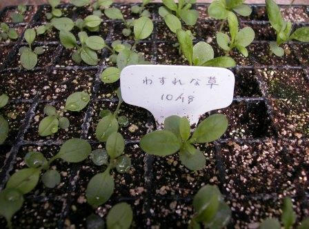 忘れな草