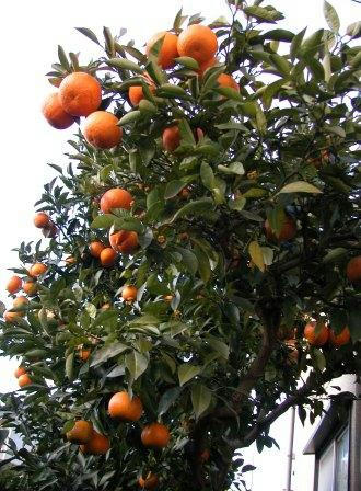 橙