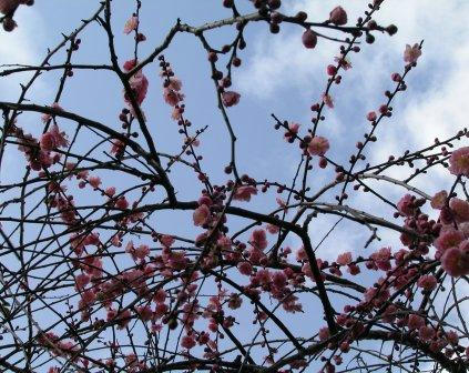 しだれ梅