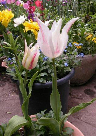 マリリン