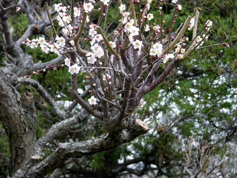 古い梅の木｜小さな庭の花になごむ