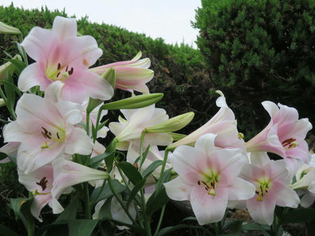 待っていた開花