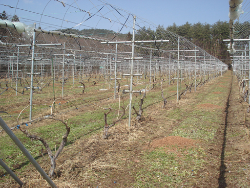 エーデルワイン試験栽培圃場(№1圃場)