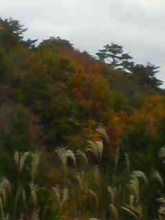 20081108145430.jpg