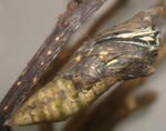 1005-11.jpg