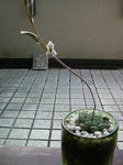 truncata.jpg