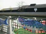 kurakoinobori.jpg