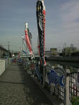 kurakoinobori2.jpg