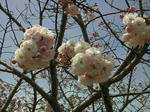 higasiurasakura2.jpg
