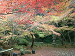 koyo4.jpg