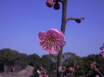 2011pink.jpg