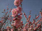 2011umemankai.jpg