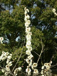 2011rinsiume.jpg