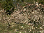 2011umetonnel2.jpg