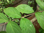 murasakitubomi.jpg
