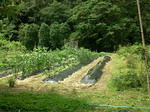 medai2011nogaku3.jpg