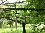 medai2011nogaku4.jpg