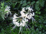 2011920higanbana.jpg