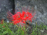 2011925higanbana.jpg