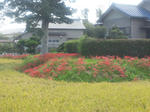 2011925higanbanatokome.jpg