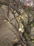 tenjinume2012223.jpg