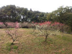 2012soriume2.jpg