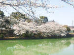 nakanoikekoen1.jpg