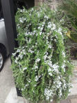 rosemary.jpg