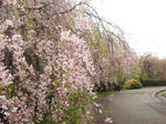 asahisidarezakura2012.jpg