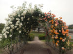 2012oikerose5.jpg