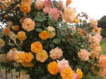 2012oikerose4.jpg