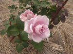 2012oikerose8.jpg
