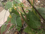 2012602gogatumame.jpg