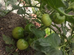 2012602tomato.jpg