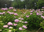 2012609oike4.jpg