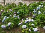 2012609oike5.jpg