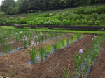 2012609asahi1.jpg