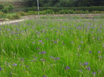 2012620hanakatumi3.jpg