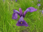 2012620hanakatumi4.jpg