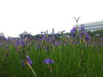 2012620hnakatumi5.jpg