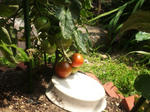 2012624tomato.jpg