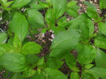 2012624cinamonbasil.jpg